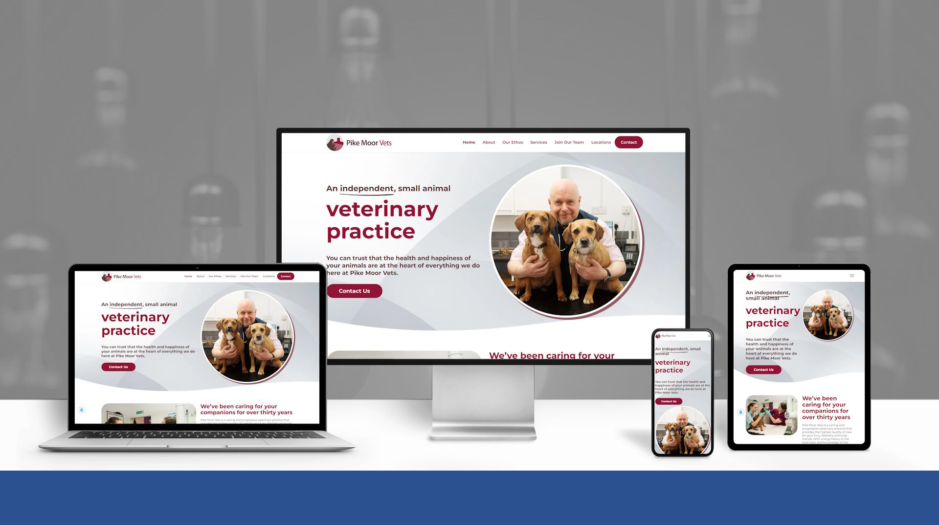 Bespoke Luxury Web Design for Vets in Carlisle, Cumbria, and the UK